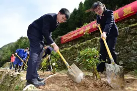 毁了林，买碳汇即可轻判？图片