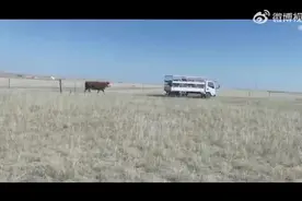 泪目！#小牛犊被卖时牛妈妈奋力追赶# 声嘶力竭悲鸣直至货车走远图片