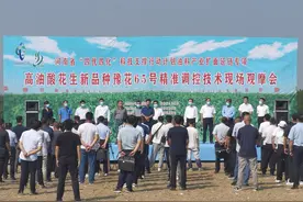 亩产超900斤 我省高油酸花生豫花65号在息县测产结果公布图片