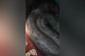 百斤大蟒蛇潜伏在村民鱼塘内偷吃，值得警惕图片