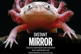 “萌物”登上《Science》封面！从蝾螈再生到人脑再生，广东专家找到“开关”图片