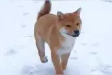 「奇闻异事」猫狗结怨记图片