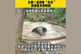 亚洲象“失足”掉入2.6米深水池，救援人员砸池放水将其救出图片
