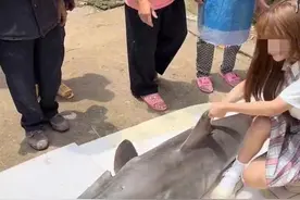 经办检察院工作人员回应网红烹食大白鲨案后续：仍在侦查阶段图片