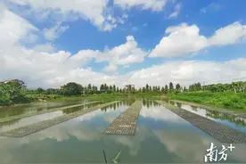从“桑基鱼塘”到“鱼稻共生”：千年桑园围上的顺德龙江新探索图片