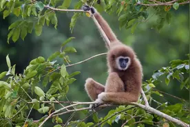 从两岸猿声啼不住到消失，中国的长臂猿经历了什么？图片