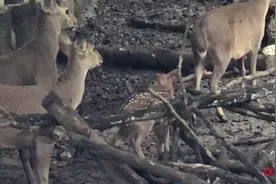 成都动物园开园了！错过这个月，新生豚鹿“最美背景”就没了图片