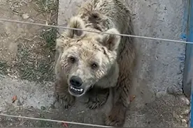 德州动植物园棕熊瘦脱相？回应：无虐待行为，棕熊年事已老，雄姿不在图片