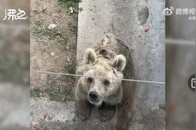 德州动植物园棕熊消瘦如柴？园方回应：未患病疾，只是年事已老图片