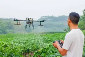 四川自贡贡井动用植保无人机进行田间管理 1小时喷药150亩效率是人工施药的20倍图片