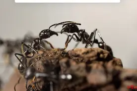 地球上有多少只蚂蚁？“2亿亿只”图片