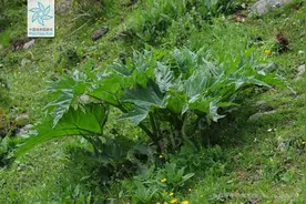 大黄：中药里的“将军”图片