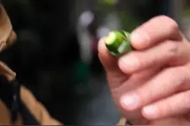 越嚼越上头？3分钟视频带你了解“一级致癌物”槟榔的真面目图片