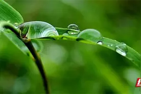 秋天的露珠并不白，为什么被称作“白露”呢？图片