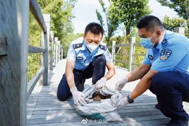 万只中华大蟾蜍获救“回家”已有13万只被杀流入餐馆图片