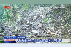 四川新闻联播｜美姑大风顶首次拍到濒危物种四川山鹧鸪图片