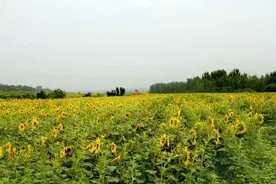 葵花向阳开图片