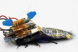 日本制造“半机械蟑螂”：未来或可执行搜救任务图片