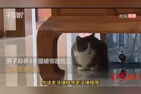 看法丨养了8年的猫被邻居捡走拒归还，“捡”来的动物可以养吗？图片