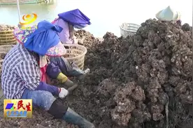 阳西：程村蚝丰收 日上市量达30万斤图片