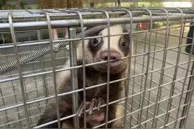 上海惊现“神秘生物”！会卖萌抛媚眼，骨子里却很凶图片