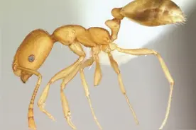 因为一杯奶茶，蚂蚁住进了电脑里……图片