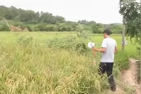 野猪跑到田里听歌睡大觉，真不是什么“田园牧歌”图片