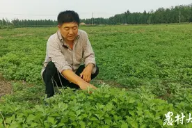 村民搬新居，旧村复垦地里长出“艾产业”图片