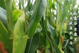 丰收节里话丰收 | 白露谷 寒露豆 玉米收在秋分后图片