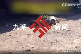 居民网购鳄鱼养了6年长到两米，咬伤邻居图片