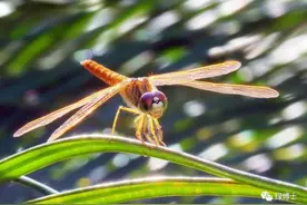 昆虫中的“战斗机”——这些上海常见的蜻蜓种类你都认识吗？图片