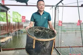 阳澄湖大闸蟹开捕：科技助力螃蟹长得好爬得远图片