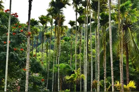唱成歌，写成诗，一嚼两千年：一级致癌物槟榔的前世今生图片