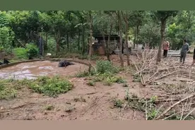 野象被困水池后获救，网友：懂得感恩的小家伙图片