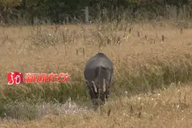 现场画面！二代野猪发狂，被民警当场击毙图片