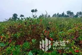 哈尔滨延寿县北顺村2100亩“不老莓”见证黑土生金图片