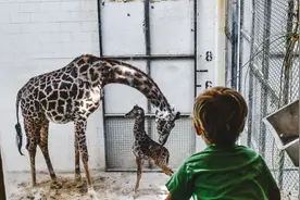 美国动物园一只长颈鹿意外在游客面前分娩，鹿宝宝出生时身高一米八图片