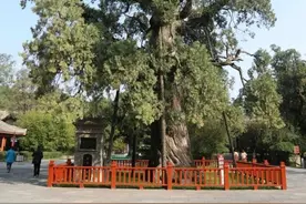 我国仅存5株！5000岁以上古树“寿星”都在陕西图片