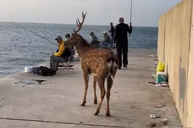 大连街头野生梅花鹿“顶撞”居民，动保组织：鹿不会伤人，已联系人员处理图片