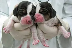 宠物去世，你会花几十万元去克隆吗？图片