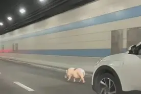 “110吗？仙霞西路地道跑进来一头小猪……”图片