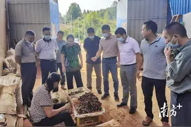 连山小三江镇试种鸡枞菌，人大代表为产业振兴“探路”图片