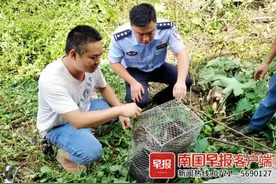 20公斤大蟒蛇潜入养殖场偷鸡吃，太饱被困水管里图片