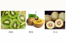 中国猕猴桃的“觉醒年代”丨花花万物图片