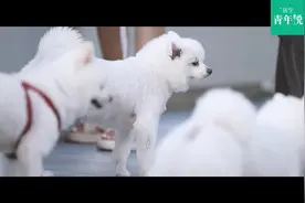 医学青年说｜被宠物咬伤抓伤后怎么办？专家给你划重点图片