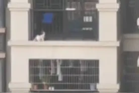 对话“徒手爬8楼外墙救女童”邻居：为救人克服恐高图片