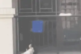 徒手爬墙救娃！“22号球衣”大哥全网刷屏！火了图片