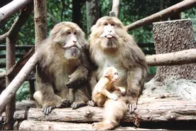 堵路伤人抢食物，峨眉山的猴子到底有好凶？图片