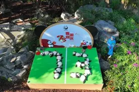 超萌预警！新生大熊猫宝宝集体亮相……网友：软呼呼，想捏捏图片