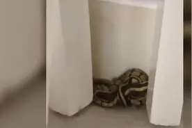 上海一小区多户居民家中蛇出没！有人吓得不敢回家 它到底从哪里来？图片